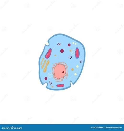 Biological Cell Or Unicellular Organism Anatomy Vector Illustration Isolated Stock Vector