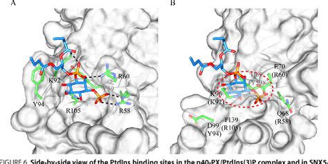 Figure 6 From The Phox Domain Of Sorting Nexin 5 Lacks