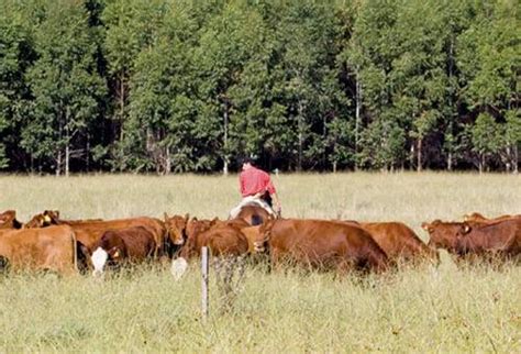 Uruguay Le Apuesta A La Ganadería Climáticamente Inteligente Contexto