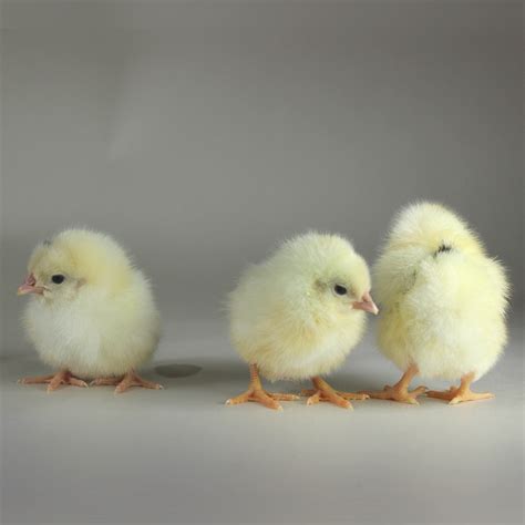 Day Old Chick Identification – Meyer Hatchery