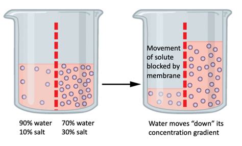 Diffusion And Osmosis Biology I Introduction To Cell And Molecular