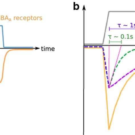 General Characteristics Of Gabaa Receptor Mediated Currents A Typical