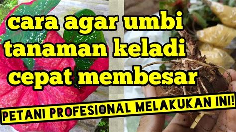 Cara Agar Umbi Tanaman Keladi Cepat Membesar YouTube