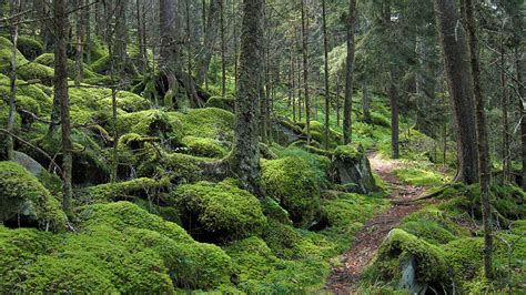 Great Mountain Forest - Norfolk & Falls Village, CT - Housatonic Heritage