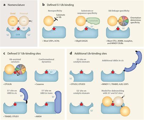 Deubiquitinating Enzymes Semantic Scholar