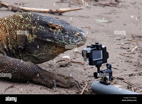 Komodo Dragon Venom High Resolution Stock Photography And Images Alamy