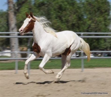 Paint Horse v. Pinto v. Skewbald v. Piebald: Which is Which - Helpful Horse Hints