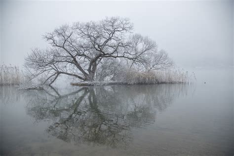 Winter Tree Reflection Free Photo On Pixabay Pixabay