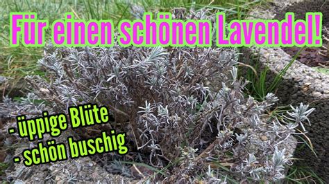 So Bleibt Der Lavendel Sch N Buschig Und Bl T Pr Chtig Im Sommer Youtube