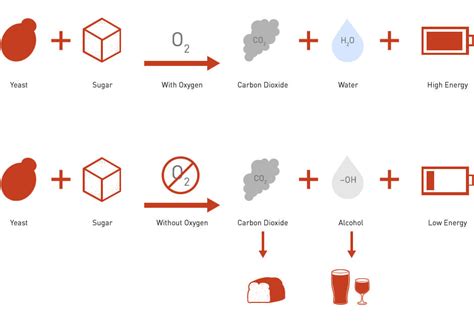 What Does Yeast Do To Bread Bread Fermentation Process