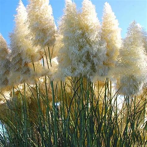 100 Pcs Impressive Purple Pampas Grass Bonsai Cold Resistant Ornamental Home Garden Plants