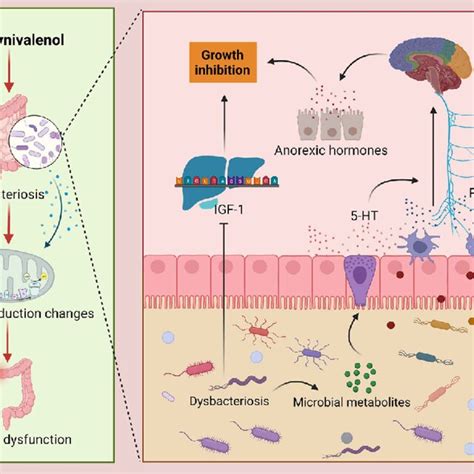 Intestinal Microbiota And Braingut Axis In Don Mediated Toxicity Don