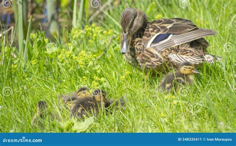 Little Ducklings With Mom Duck In Green Grass Breeding Season In Wild Ducks Duck With Chicks