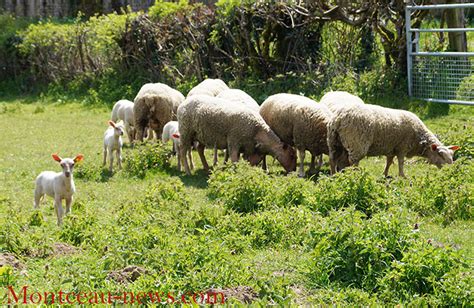 Gilles Platret En Campagne Contre Le Loup Montceau News