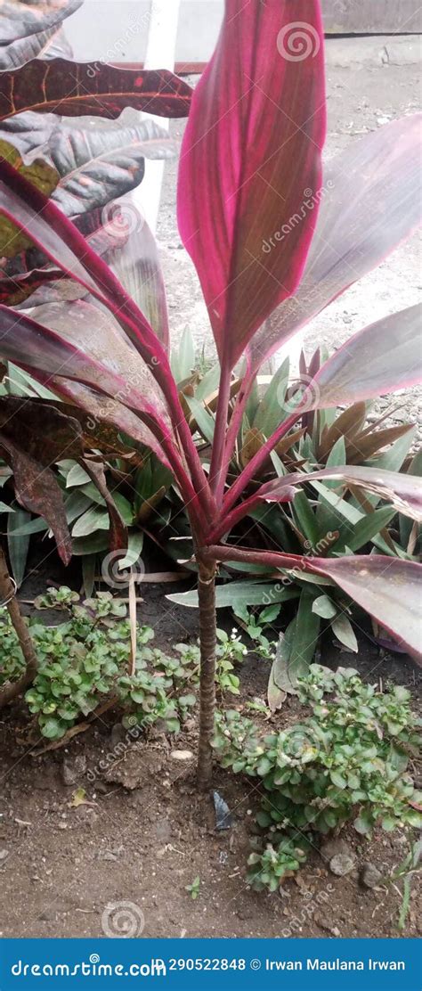 hanjuang plant indonesian stock photo image  leaf