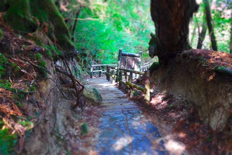 Picturesque Japan: Yakushima - WAttention.com