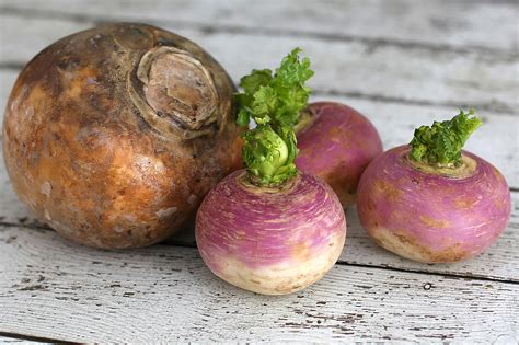 Whats The Difference Between A Turnip And A Rutabaga