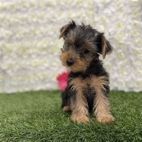 Yorkshire Terrier For Sale Pet Express Braintree