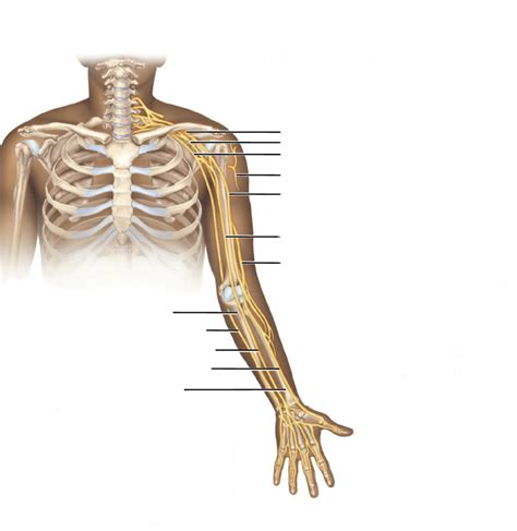 Brachial Plexus And Nerves Diagram Quizlet