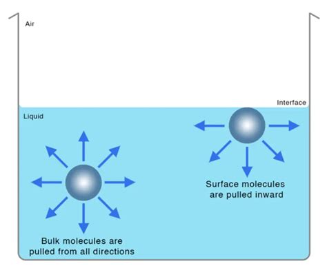 Exploring The Fascinating World Of Surface Tension In Physics Physics Girl