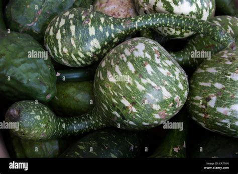 Long Neck Squash At The Market Stock Photo Alamy