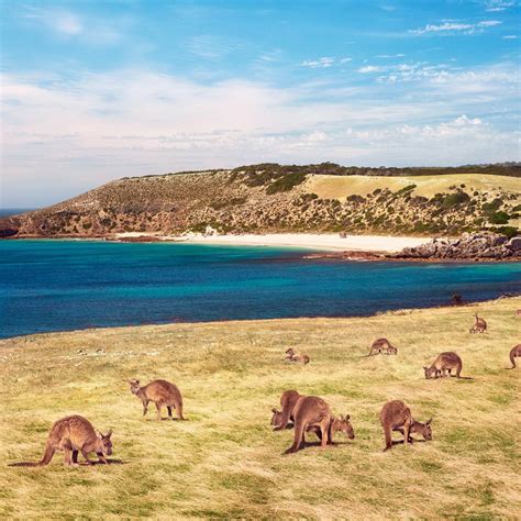 Adelaide And Surrounds With Kangaroo Island Holidays Beyond