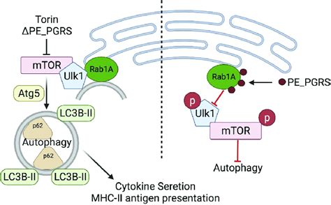 Model Of Pepgrs20 And Pepgrs47 Autophagy Inhibition Rab1a Is Found