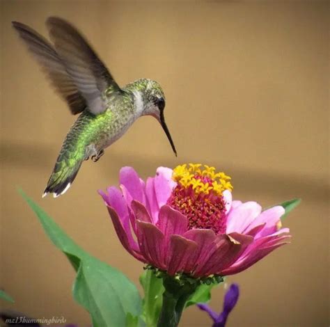 Hummingbird Migration In Indiana Backyard Visitors