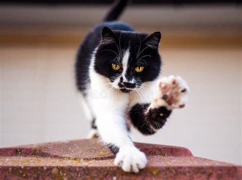 Cat Says Hello Beautiful Friendly Pussy Black And White Color Stock Image Image Of