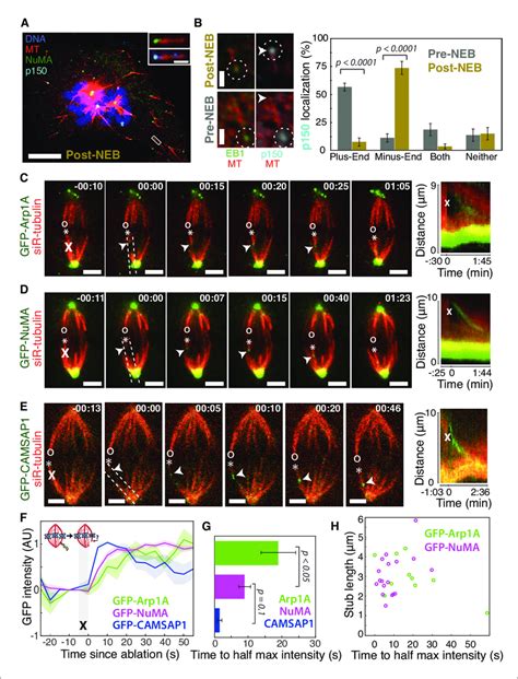 Dynactin And NuMA Display Specific Steady State Binding At Mitotic