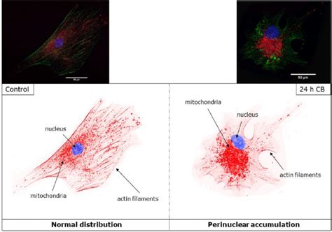 Effect Of Actin Based Cytoskeleton Disruption On Mitochondrial