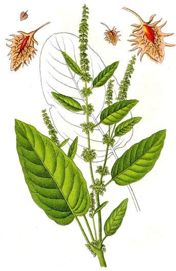 Lengua De Vaca Rumex Crispus