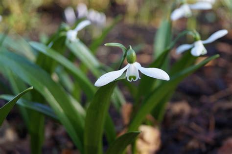 Galanthus ‘rodmarton Morlas Plants