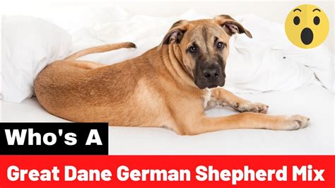 Great Dane German Shepherd Mix Breed Dane Shepherd Should You Get