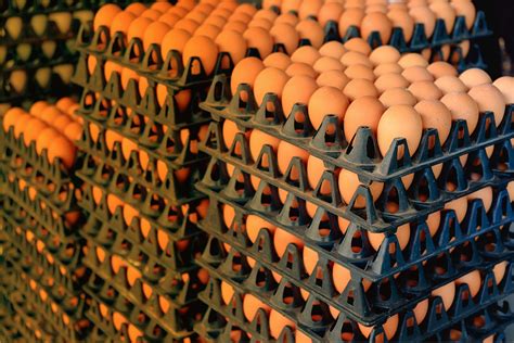 Supply Chain And Egg Operations — Ccf Brands