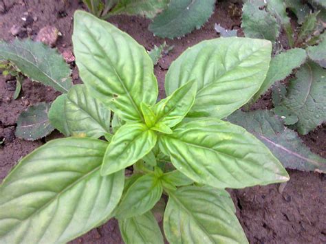 Ocimum Basilicum Pha Tad Ke Botanical Garden