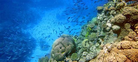 Los Corales De Cabo Pulmo