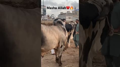 Masha Allah Mandi Ka Tagra Janwar YouTube