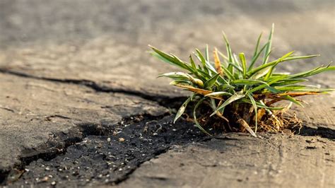 Comment détruire les mauvaises herbes entre les dalles durablement avec