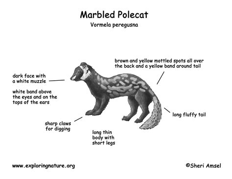 Polecat Marbled
