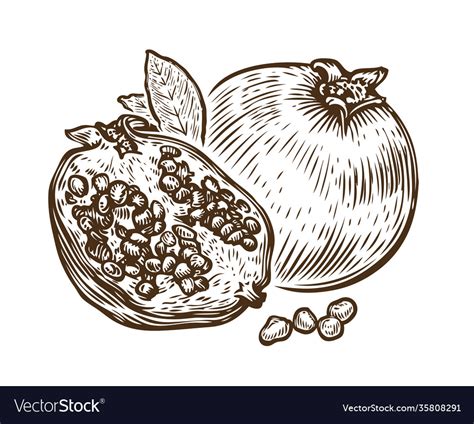 Hand Drawn Pomegranate Fruit Food Sketch Vector Image