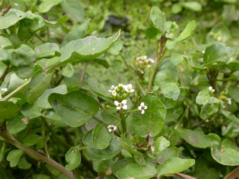 Rorippa Nasturtium Aquaticum Nasturtium Officinale Flickr