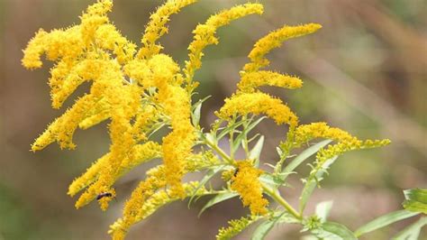 Goldenrod - characteristics, cultivation, care and use - live-native.com