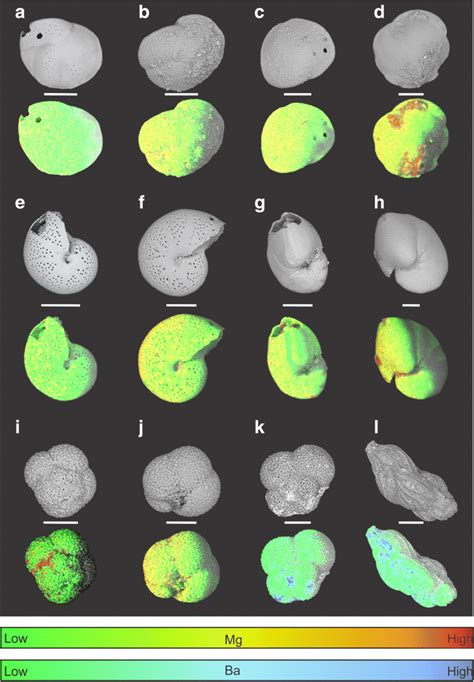 Backscatter-scanning electron microscopy images and corresponding ...