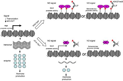 Figure From Regulation Of Phytohormone Biosynthesis Genes By Polycomb