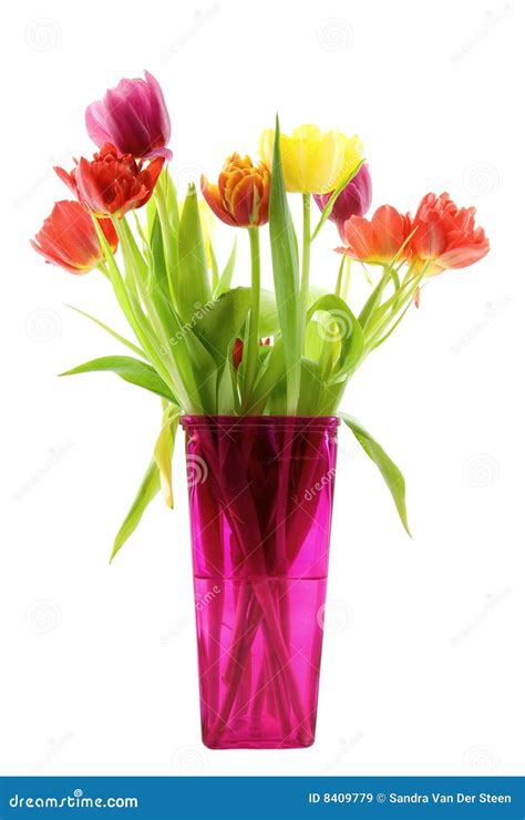 Tulips In A Pink Vase Stock Image Image Of Tulip Vase 8409779