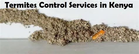 Jopestkil Kenya Top Best Specialist Termites Control Services