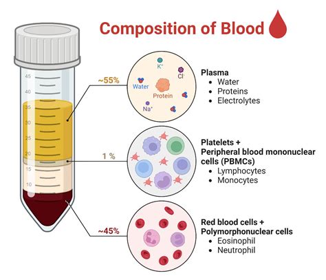 Blood Components Formation Functions Circulation