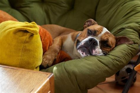 Problemas De H Gado En Perros Causas S Ntomas Y Diag Stico