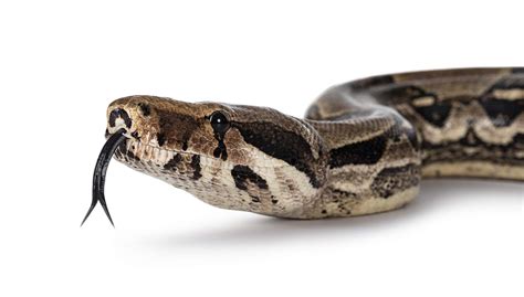 Discover Why Snakes Have Forked Tongues More Amazing Snake Facts